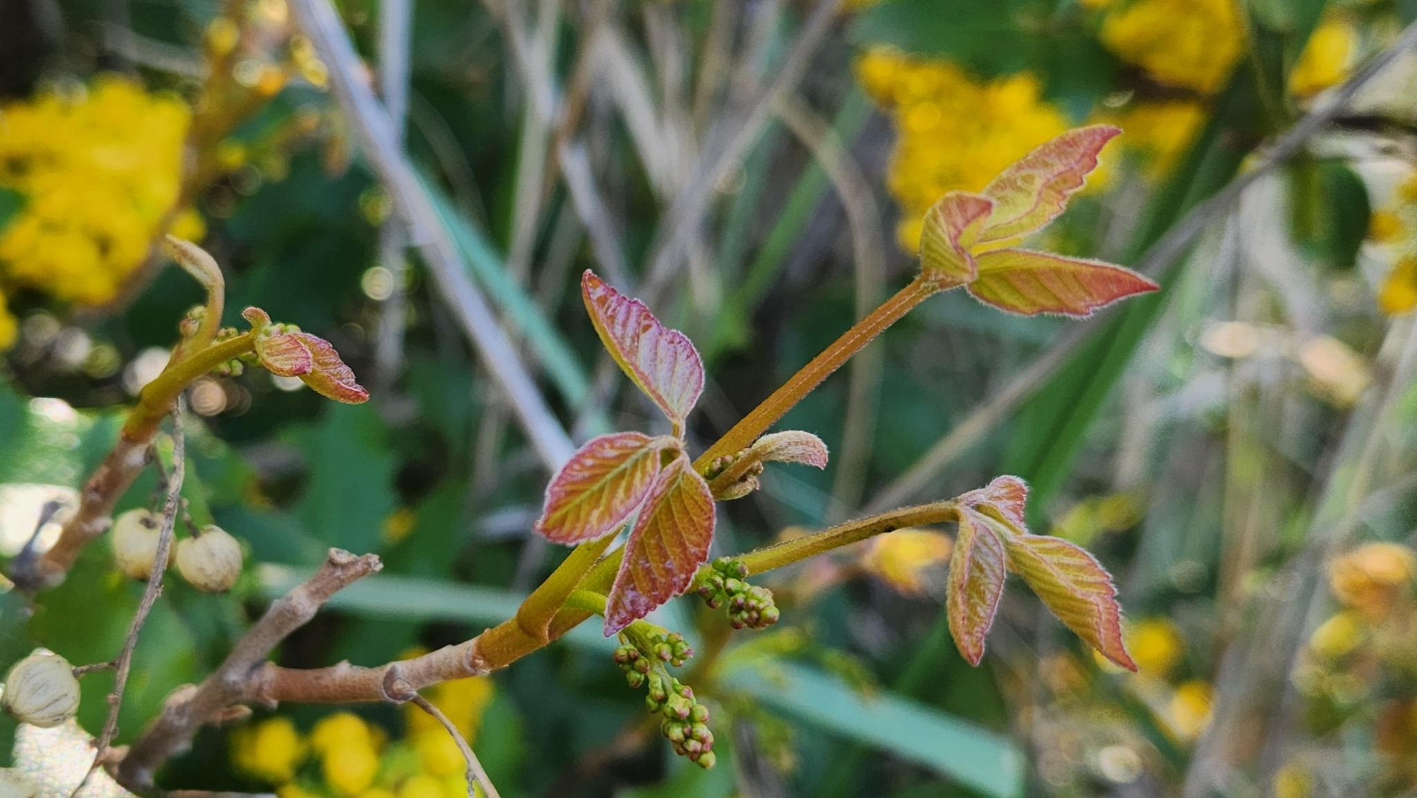 Toxicodendron ×