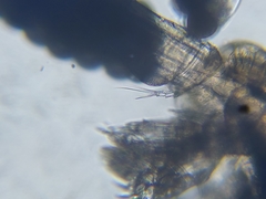 Macrocyclops albidus