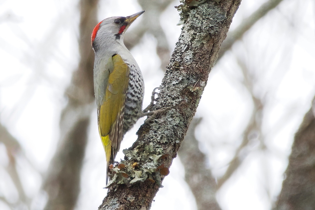 Japanese Green Woodpecker