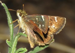 Piruna haferniki