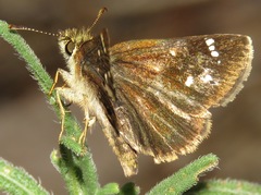 Piruna haferniki