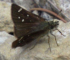 Piruna haferniki