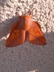Syssphinx bisecta
