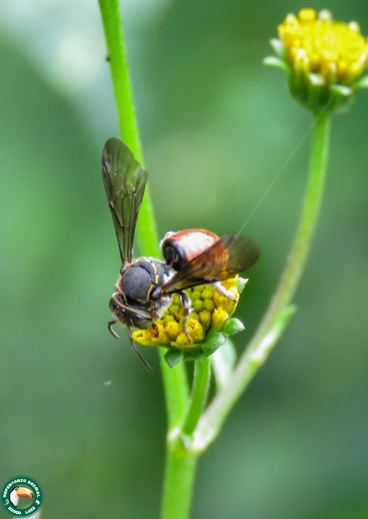 Foveolate Margined-Resin bee