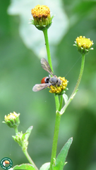 Hypanthidium foveolatum