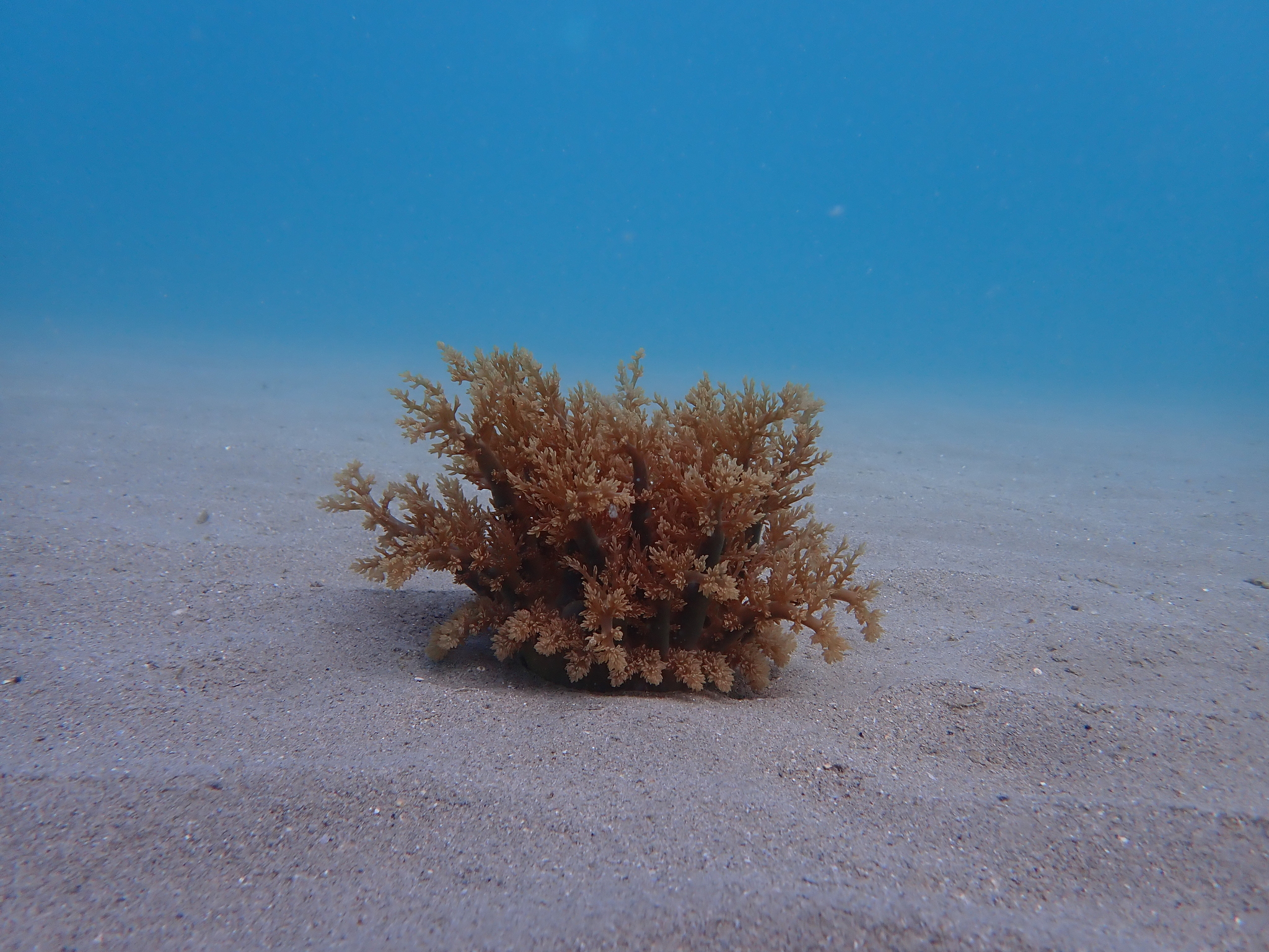 Actinodendron arboreum (Quoy & Gaimard, 1833)
