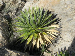 Agave schidigera