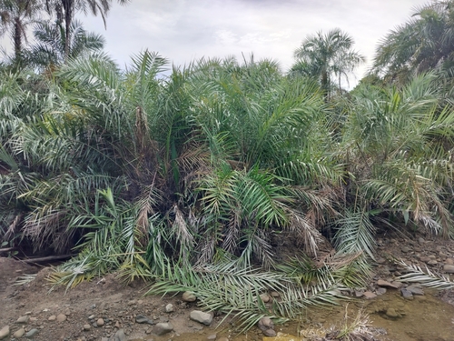 mangrove date palm (Phoenix paludosa)
