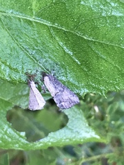 Hypena scabra
