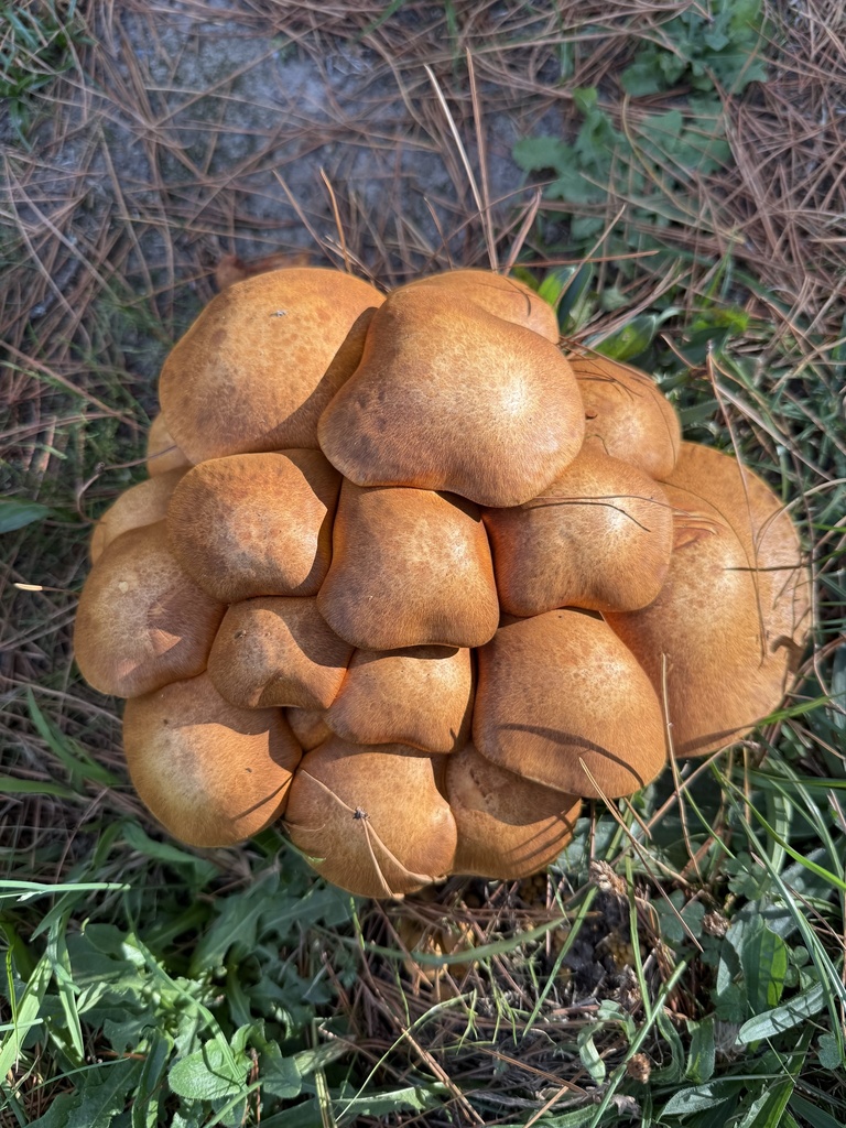 Gymnopilus junonius · April 2025 · photo: © nicolekearney (iNaturalist, cc0)
