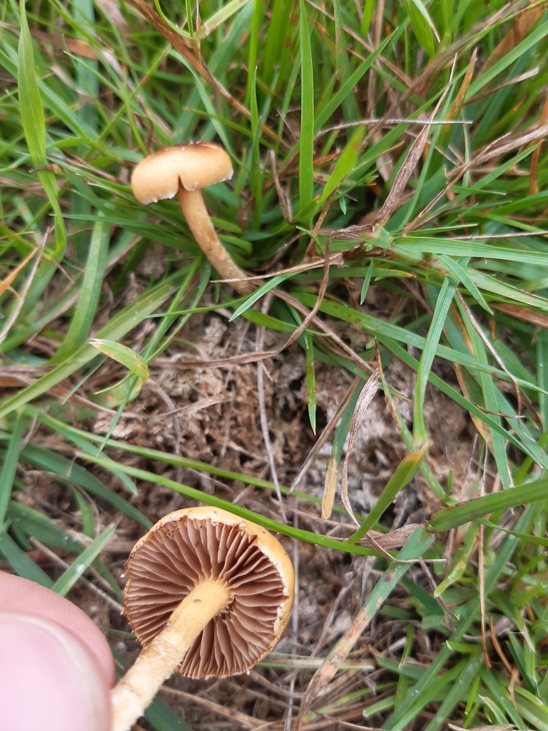 Agrocybe pediades · April 2025 · photo: © georgecox (iNaturalist, cc0)