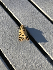 Apantesis arizoniensis