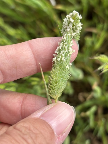 Littleseed canarygrass (Phalaris minor)