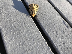 Apantesis arizoniensis