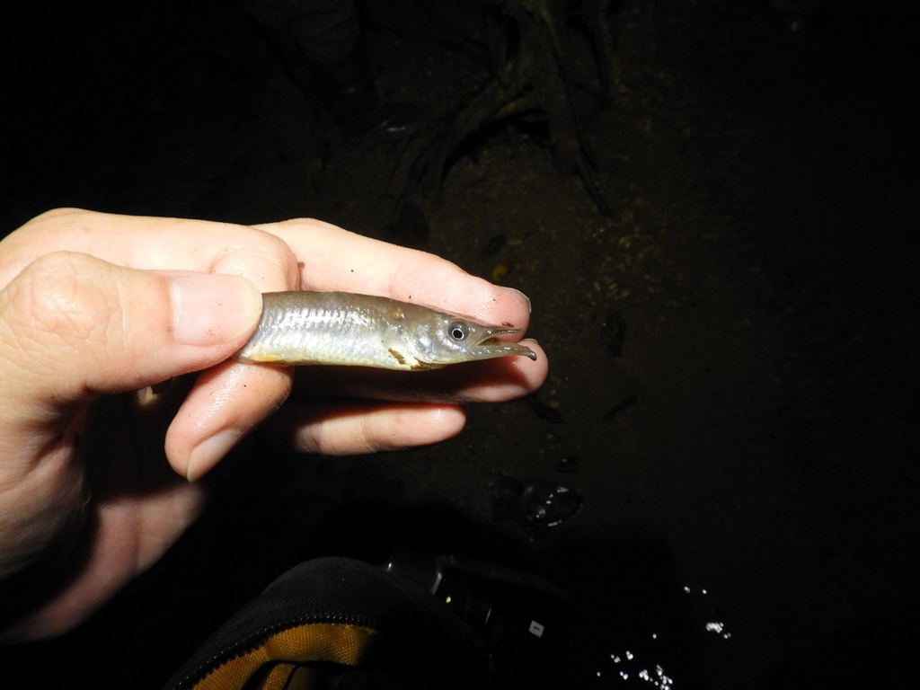 Liem's halfbeak (Nomorhamphus liemi) — Zenarchopteridae