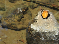 Aterica rabena