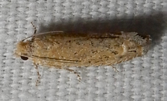 Pelochrista comatulana