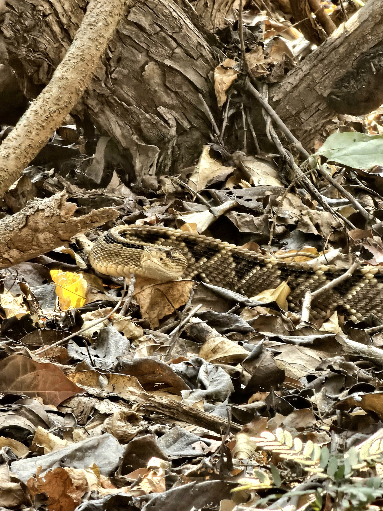 Tehuantepec Isthmus Neotropical Rattlesnake photo 3