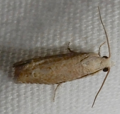 Pelochrista comatulana