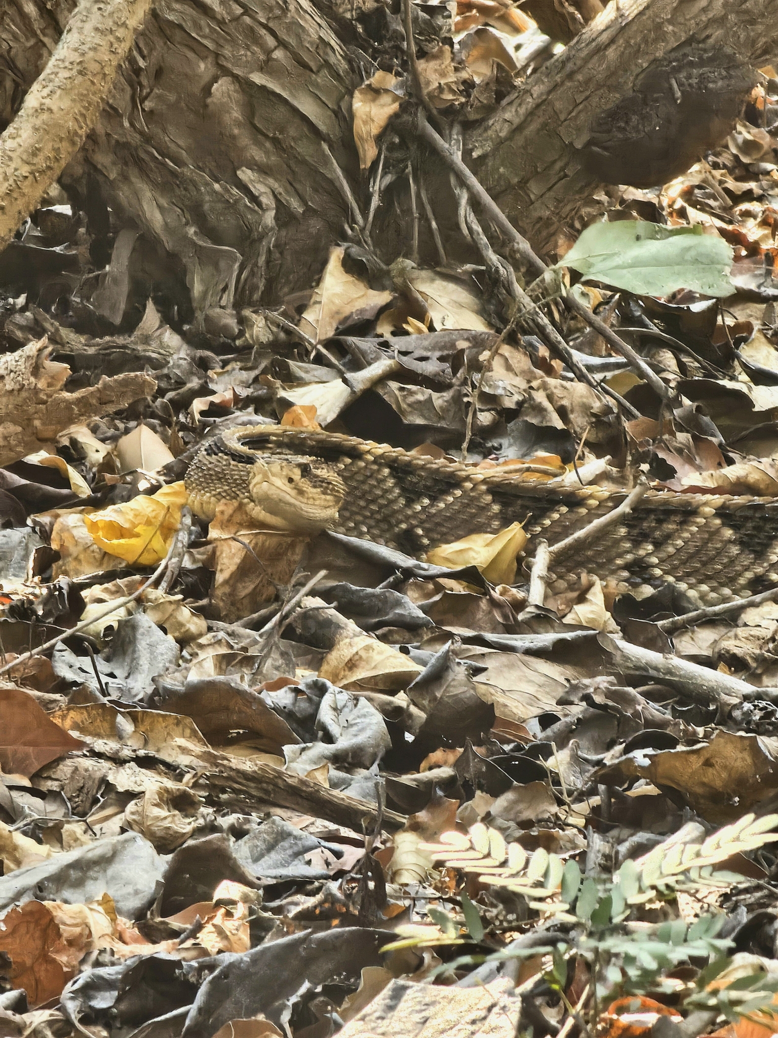Tehuantepec Isthmus Neotropical Rattlesnake photo 4