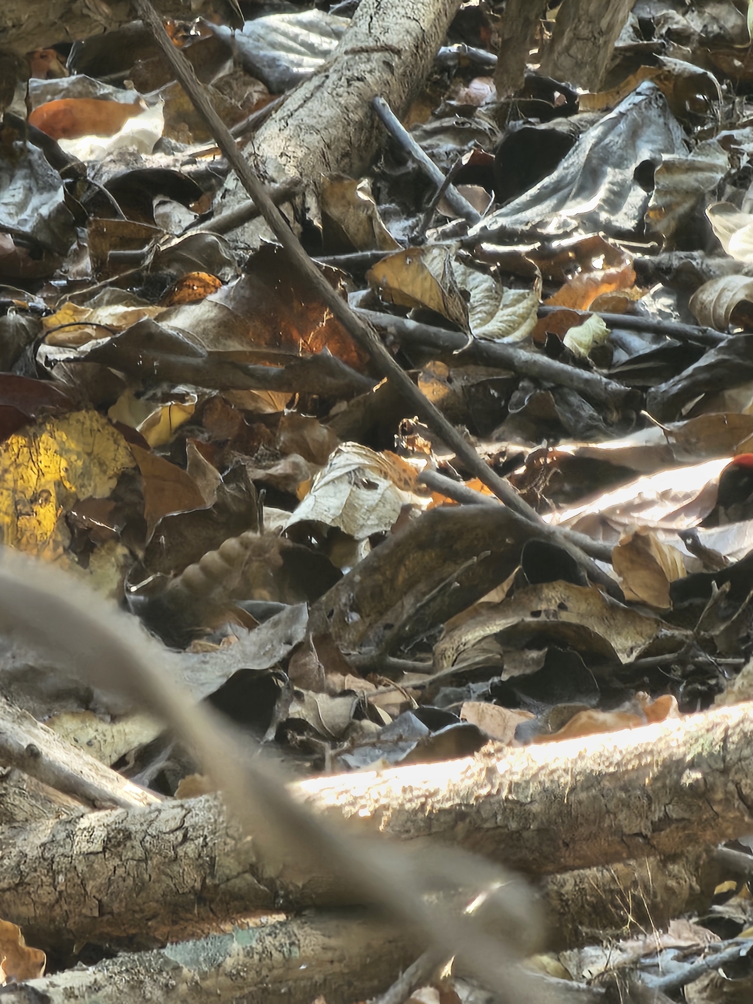 Tehuantepec Isthmus Neotropical Rattlesnake photo 5