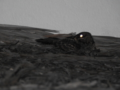 Caprimulgus madagascariensis