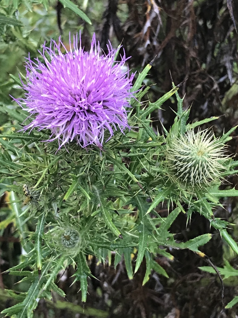 Cirsium from Indian Head Rail Trl, Indian Head, MD, US on August 21