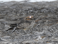 Caprimulgus madagascariensis