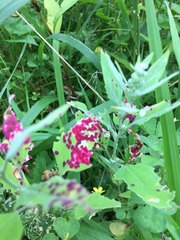 Norvellina chenopodii