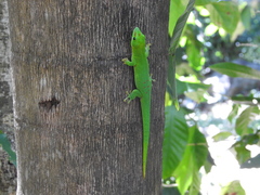 Phelsuma grandis