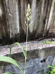 Sorghum bicolor bicolor