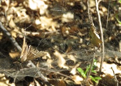 Diguetia albolineata