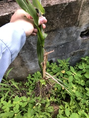 Sorghum bicolor bicolor