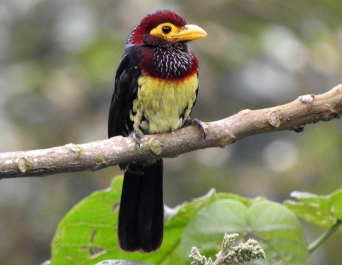 Eastern Yellow-billed Barbet