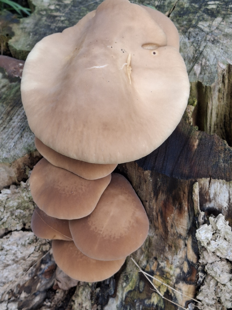 Cyclocybe parasitica · April 2025 · photo: © clianthus (iNaturalist, cc-by)