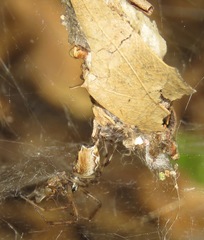 Diguetia albolineata