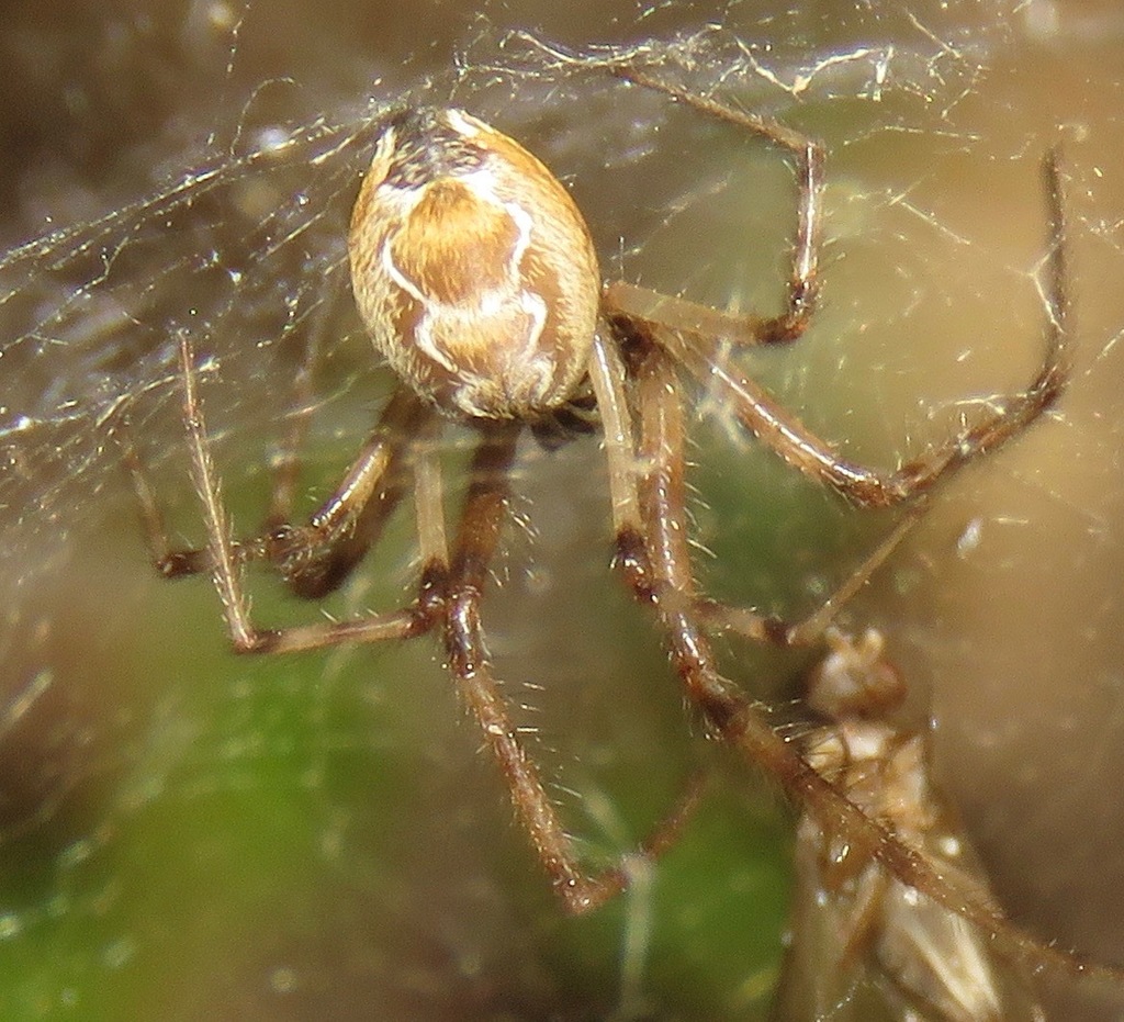Diguetia albolineata