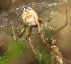 Diguetia albolineata