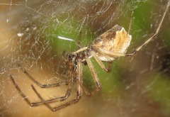 Diguetia albolineata