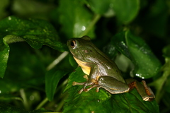 Zhangixalus taipeianus
