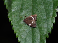Alampla arcifraga