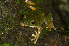 Zhangixalus taipeianus
