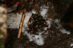 Zhangixalus taipeianus