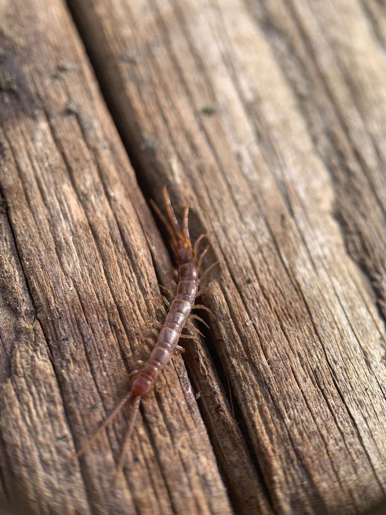 Lithobiidae from Minnesota City, MN, US on March 28, 2025 at 04:15 PM ...