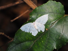 Leucodrepana serratilinea
