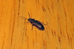 Ulodidae