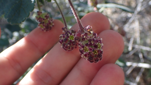 Image of Ribes canthariforme by no rights reserved