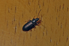 Ulodidae