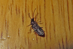 Ulodidae