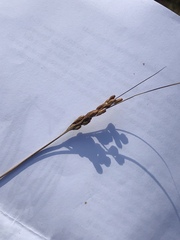 Juncus greenei